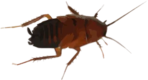 Brown Cockroach Illustration PNG Image