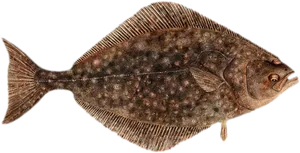 Brown Flounder Fish Illustration PNG Image