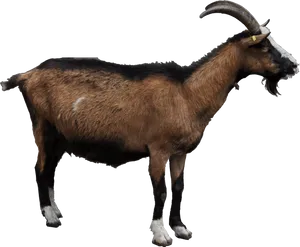 Brown Goat Black Background PNG Image