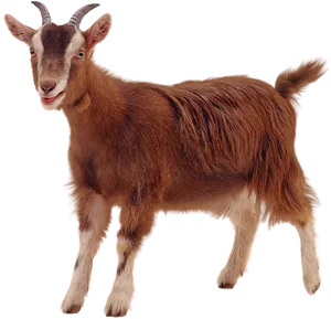 Brown Goat Portrait Isolated PNG Image