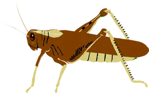 Brown Grasshopper Illustration PNG Image