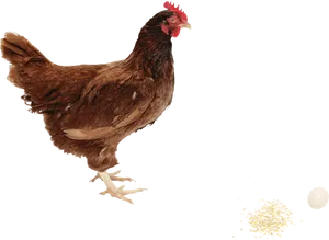 Brown Hen Laying Egg PNG Image