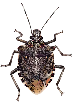 Brown Marmorated Stink Bug PNG Image