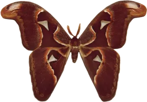 Brown Moth Spread Wings PNG Image