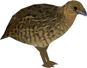 Brown Quail Isolated PNG Image