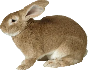 Brown Rabbit Profile PNG Image