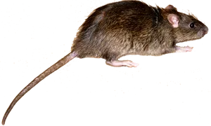 Brown Rat Black Background PNG Image