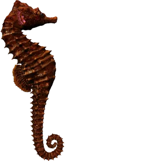 Brown Seahorse Profile PNG Image