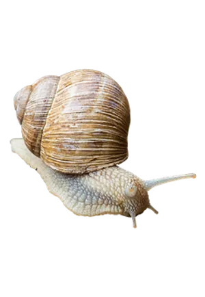 Brown Snail Black Background PNG Image