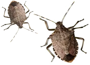 Brown Stink Bugs Isolated PNG Image