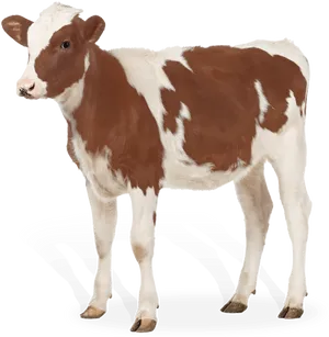 Brown White Calf Standing PNG Image