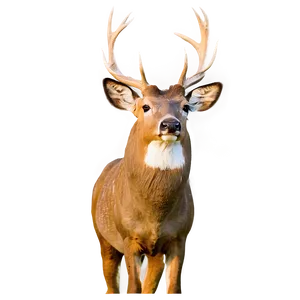 Buck At Sunrise Png 37 PNG Image