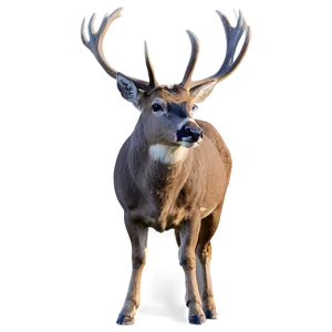 Buck At Sunrise Png Uci PNG Image