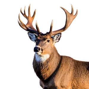 Buck With Majestic Rack Png Gon PNG Image