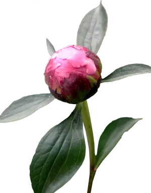 Budding Peony Flower PNG Image