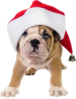 Bulldog Puppyin Santa Hat PNG Image