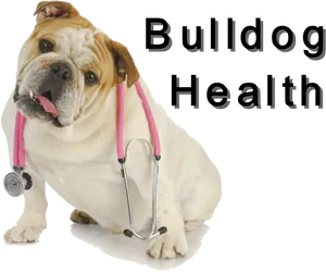 Bulldog Veterinary Checkup PNG Image