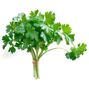 Bunch Of Cilantro Png Eqi PNG Image