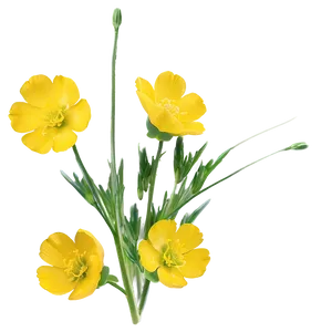 Buttercup Blossom Png 97 PNG Image