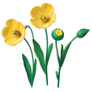 Buttercup Flower Png Duk PNG Image