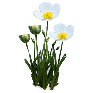 Buttercup Flower Png Fdn PNG Image