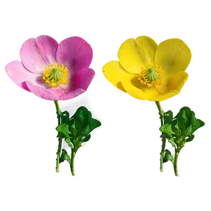 Buttercup Flower Png Xjw PNG Image