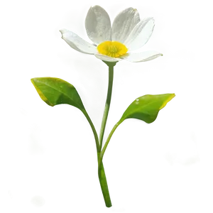 Buttercup In Bloom Png Koj78 PNG Image