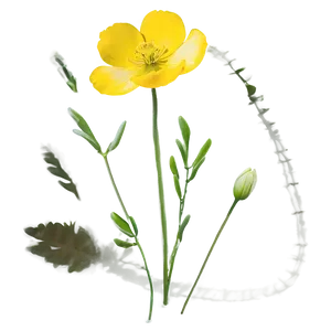 Buttercup In Bloom Png Pwo PNG Image