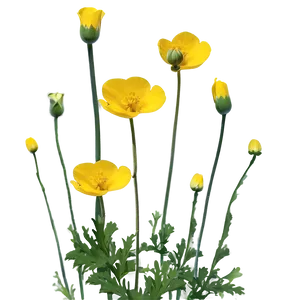 Buttercup In Bloom Png Wvd PNG Image