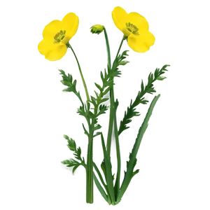 Buttercup In Bloom Png Xph PNG Image