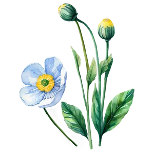 Buttercup Watercolor Png 06252024 PNG Image