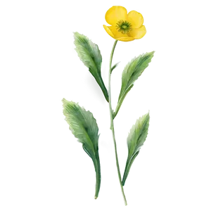 Buttercup Watercolor Png 45 PNG Image