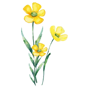 Buttercup Watercolor Png Qtd PNG Image