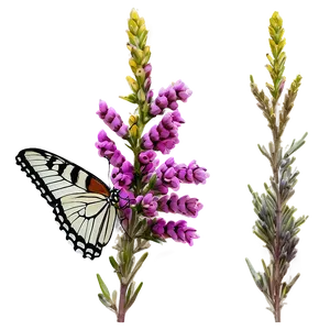 Butterfly On Heather Png 06122024 PNG Image