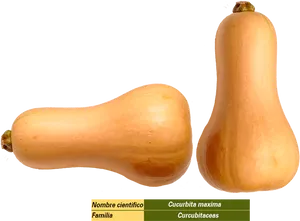 Butternut Squash Varieties PNG Image