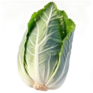 Cabbage Leaf Png Mla5 PNG Image