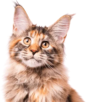 Calico Cat Portrait PNG Image