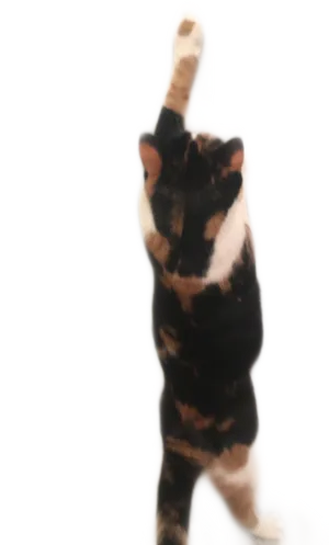 Calico Cat Raising Paw PNG Image