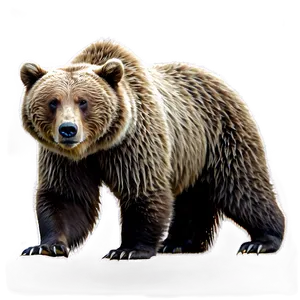 California Grizzly Bear Png Fxc PNG Image