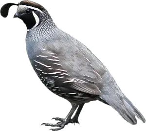 California Quail Profile PNG Image