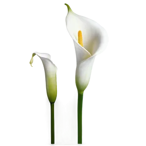 Calla Lily B PNG Image