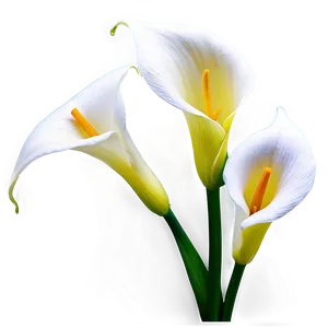 Calla Lily Background Png 63 PNG Image