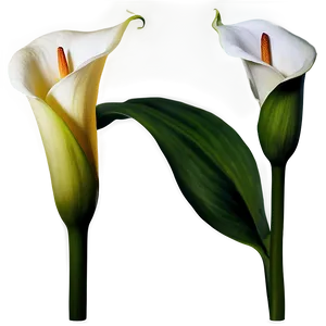 Calla Lily Flower Png Euq36 PNG Image