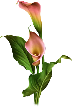 Calla Lily Flowers Artwork PNG Image