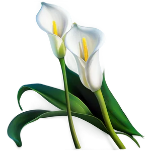 Calla Lily Vector Png Cox PNG Image