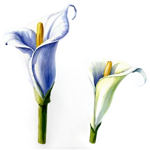 Calla Lily Watercolor Png 06282024 PNG Image