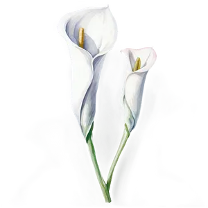 Calla Lily Watercolor Png 06282024 PNG Image