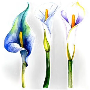 Calla Lily Watercolor Png Uun PNG Image