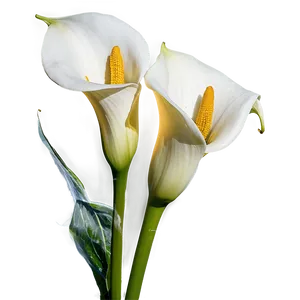 Calla Lily Wedding Bouquet Png 15 PNG Image