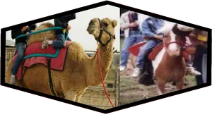 Cameland Bull Riding Comparison PNG Image